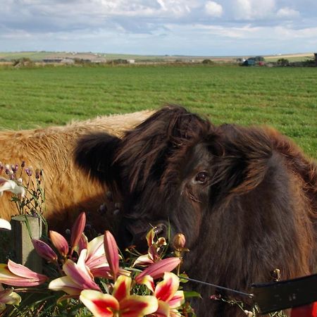 Carrig Lios Bed and Breakfast Thurso Eksteriør billede