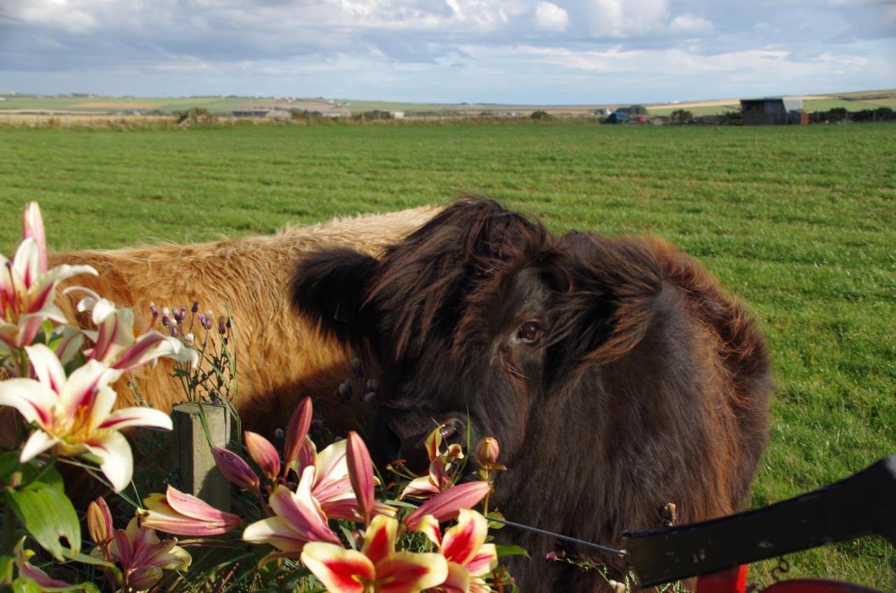 Carrig Lios Bed and Breakfast Thurso Eksteriør billede